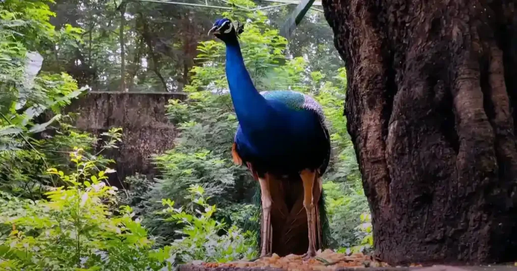 Assam State Zoo Cum Botanical Garden