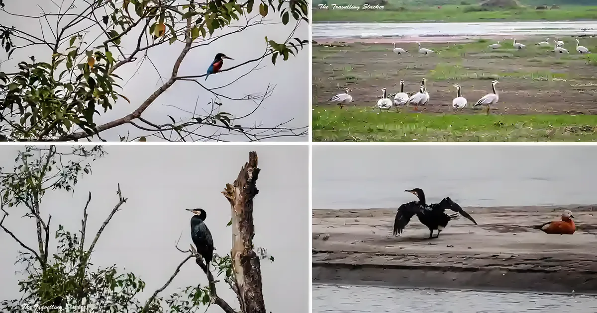 Dibru Saikhowa National Park