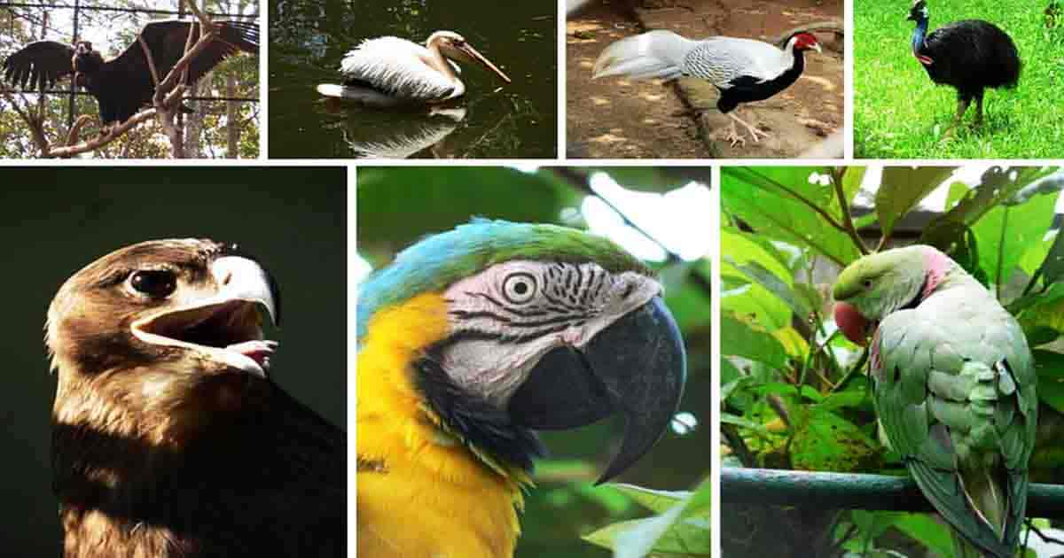 Assam State Zoo cum Botanical Garden