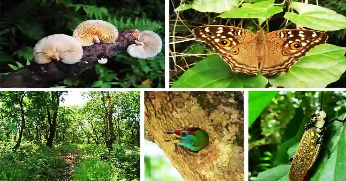 Assam State Zoo cum Botanical Garden