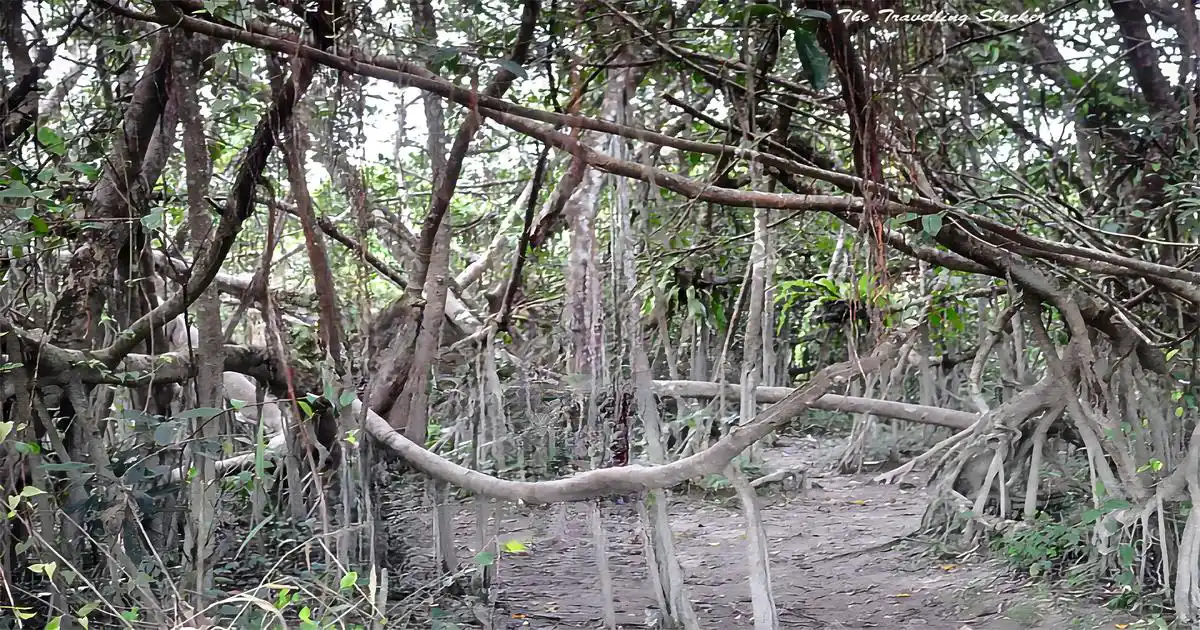 Dibru Saikhowa National Park