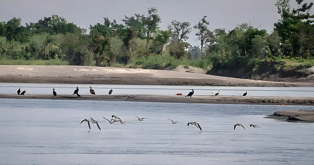 Dibru Saikhowa National Park