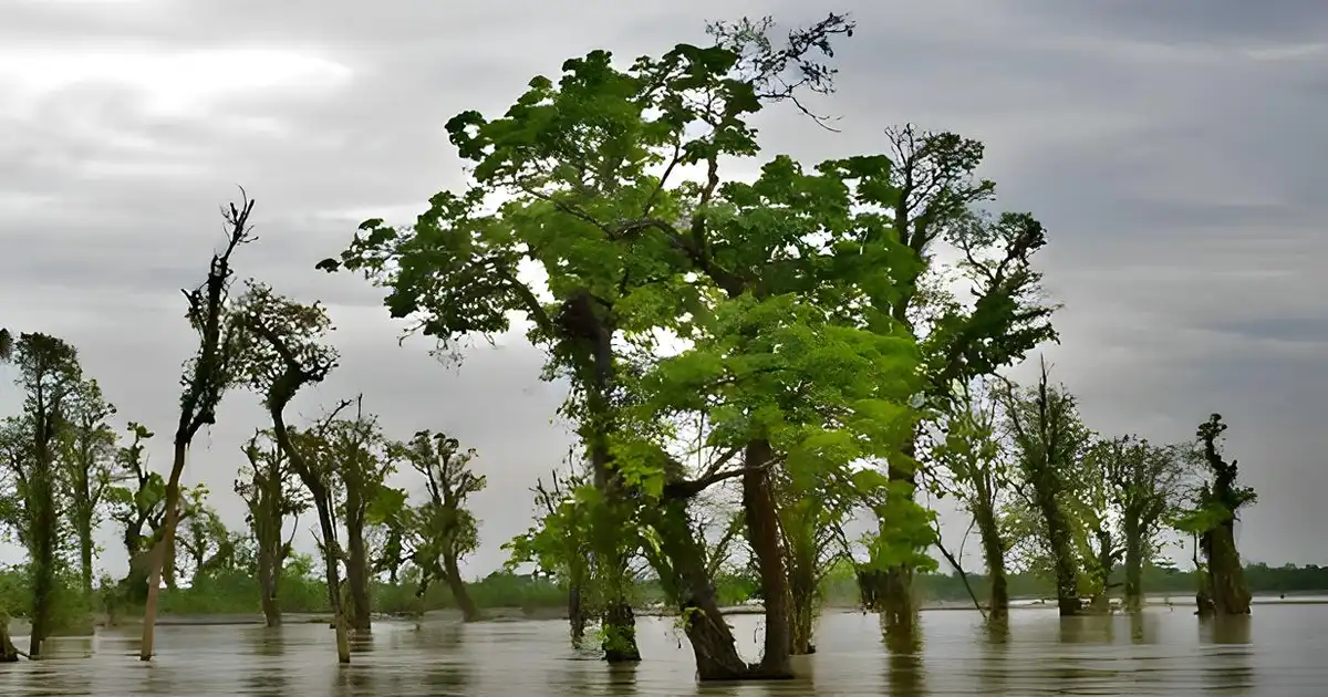 Dibru Saikhowa National Park