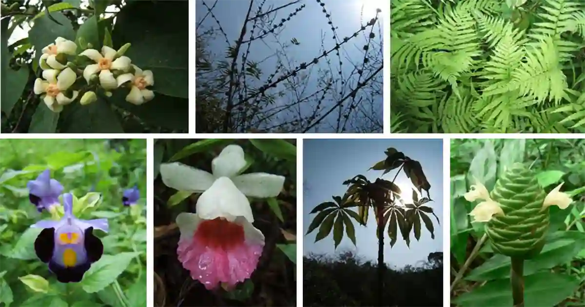 Assam State Zoo cum Botanical Garden