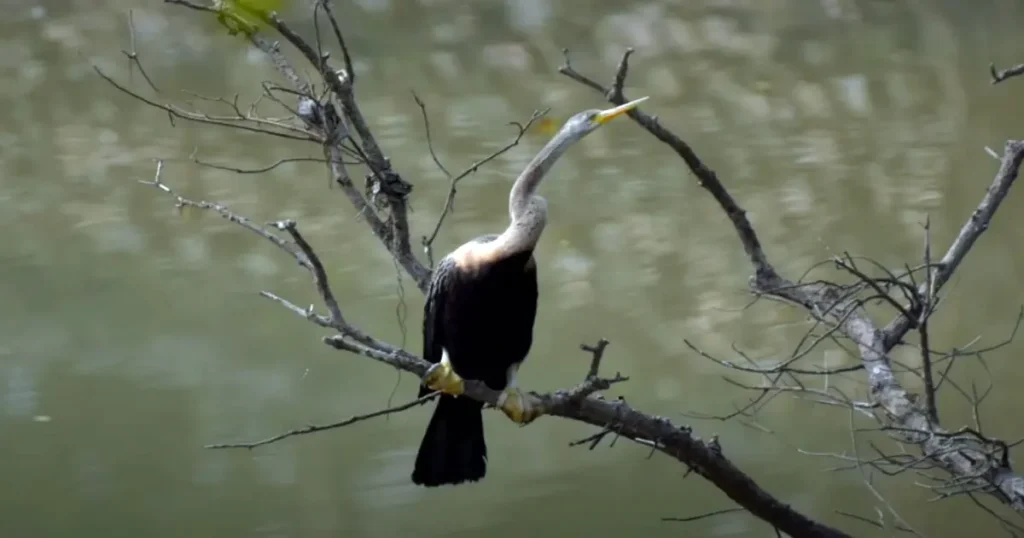 Pobitora Wildlife Sanctuary