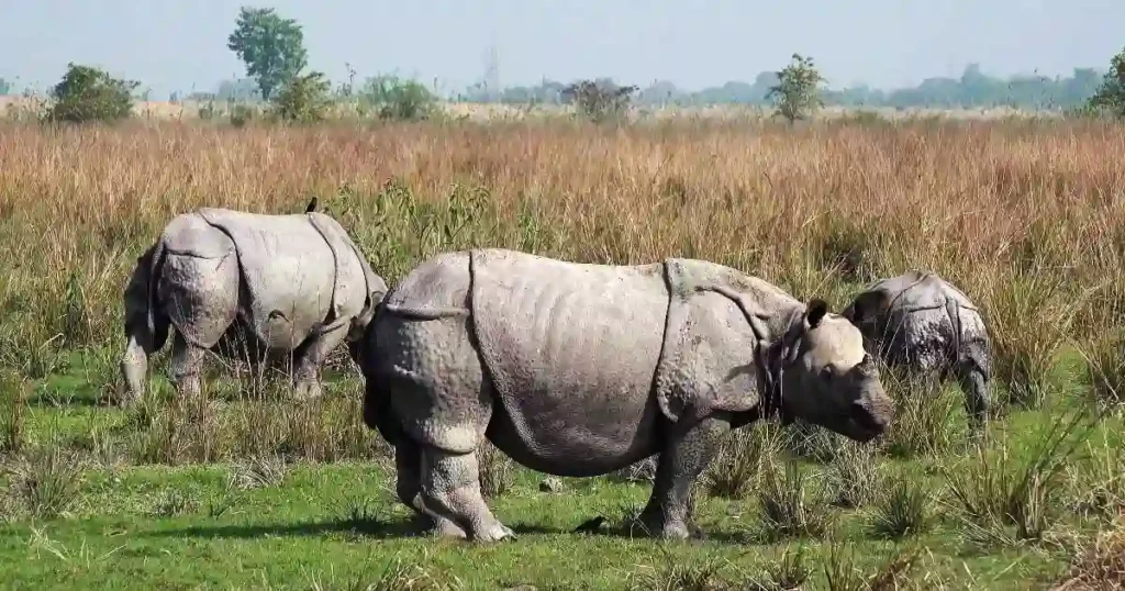 Pobitora Wildlife Sanctuary