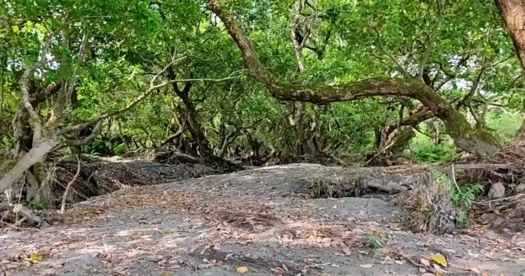 Bura Chapori Wildlife Sanctuary