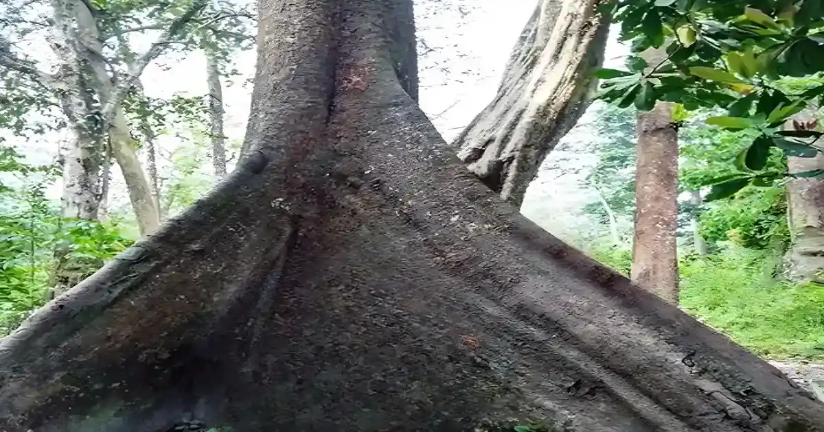 Nameri National Park