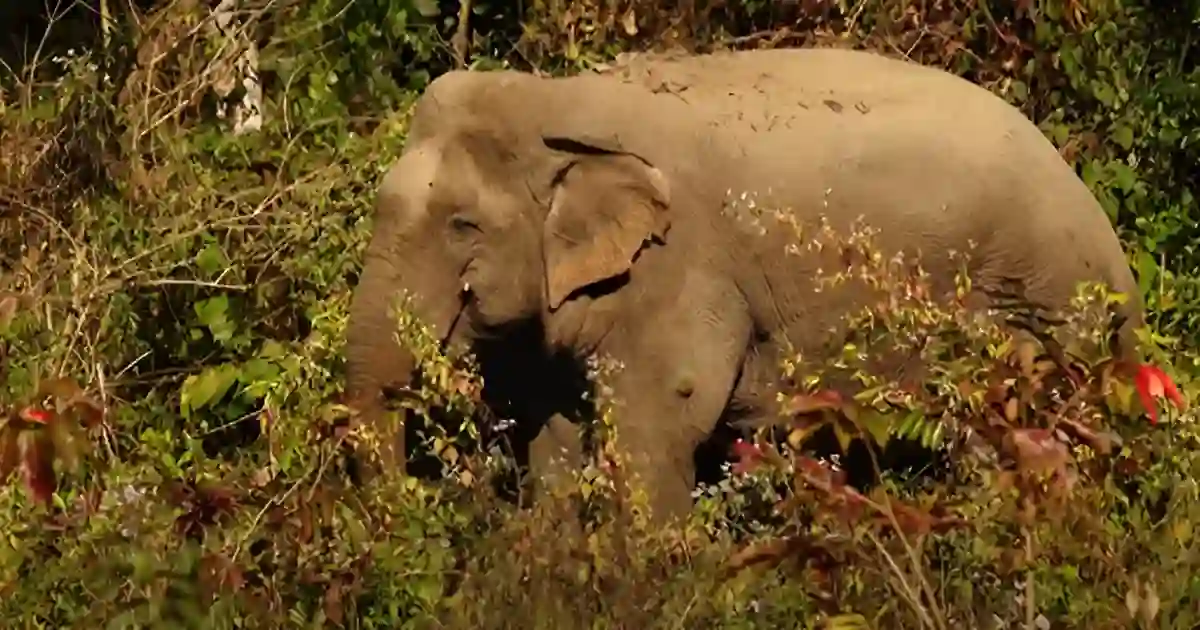 Nameri National Park