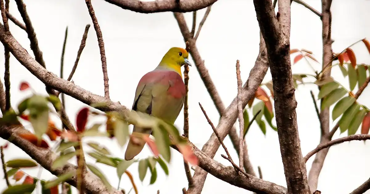 Chakrashila Wildlife Sanctuary 