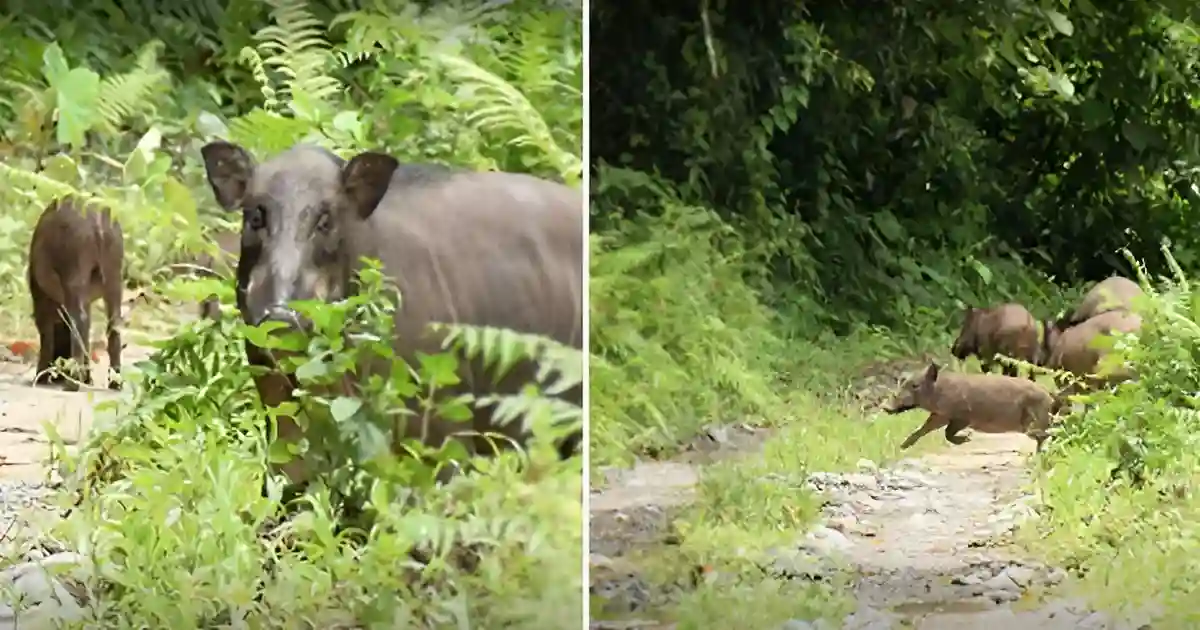 Sonai Rupai Wildlife Sanctuary