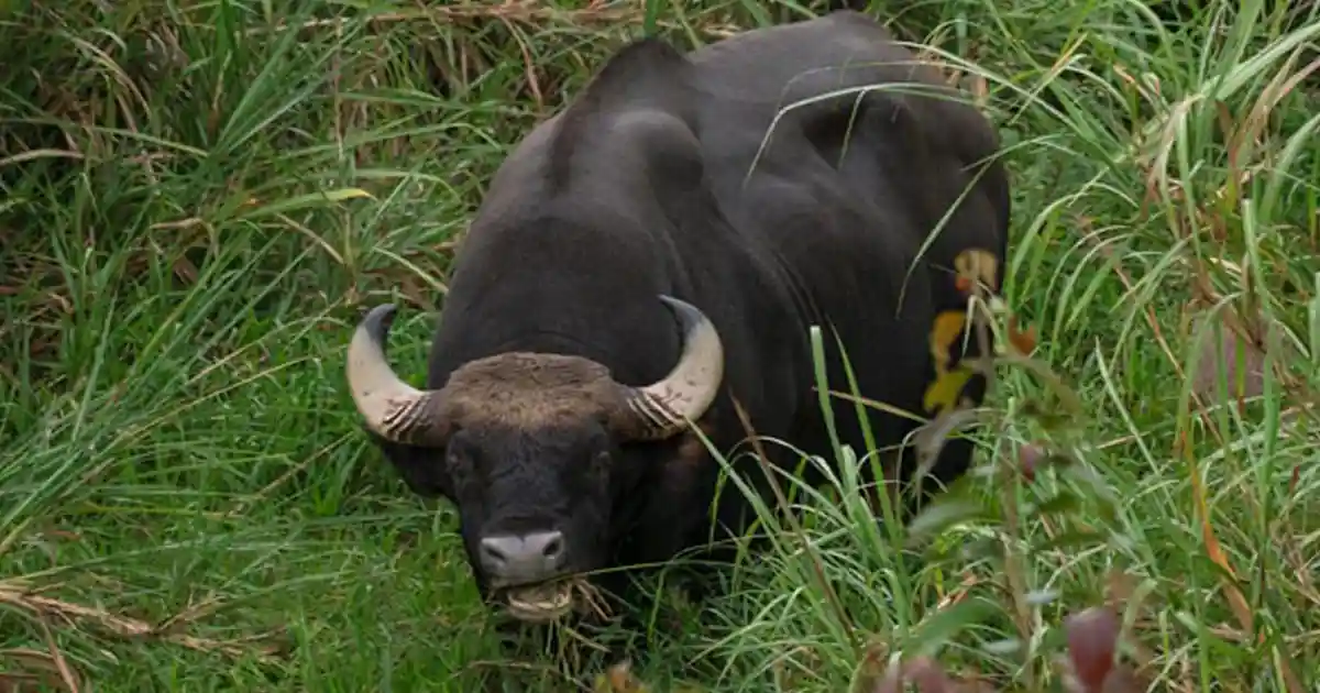 Sonai Rupai Wildlife Sanctuary