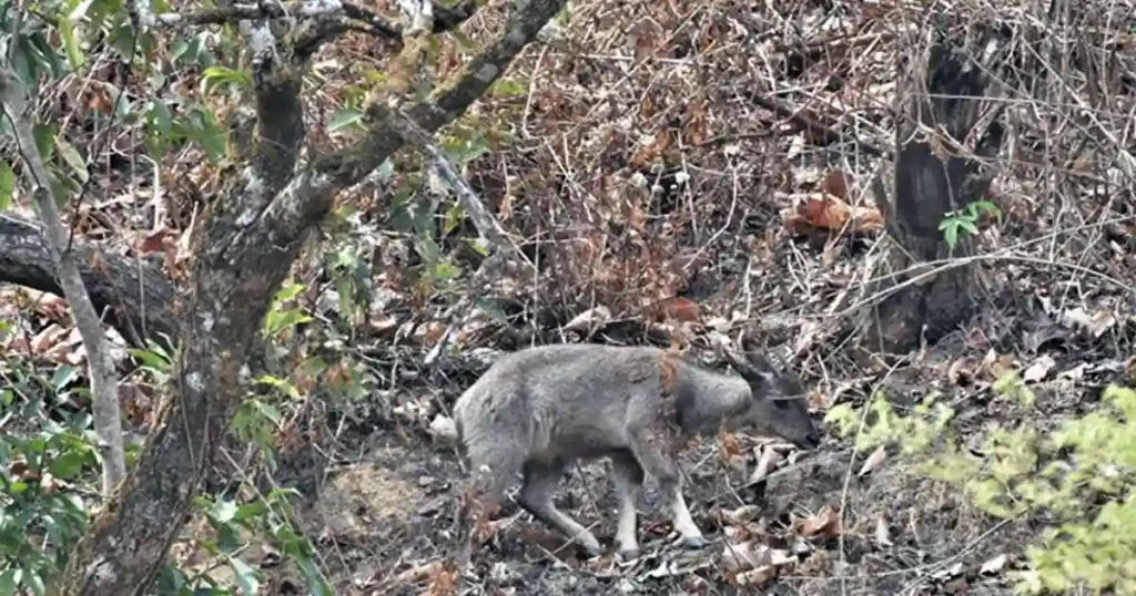 Phawngpui National Park