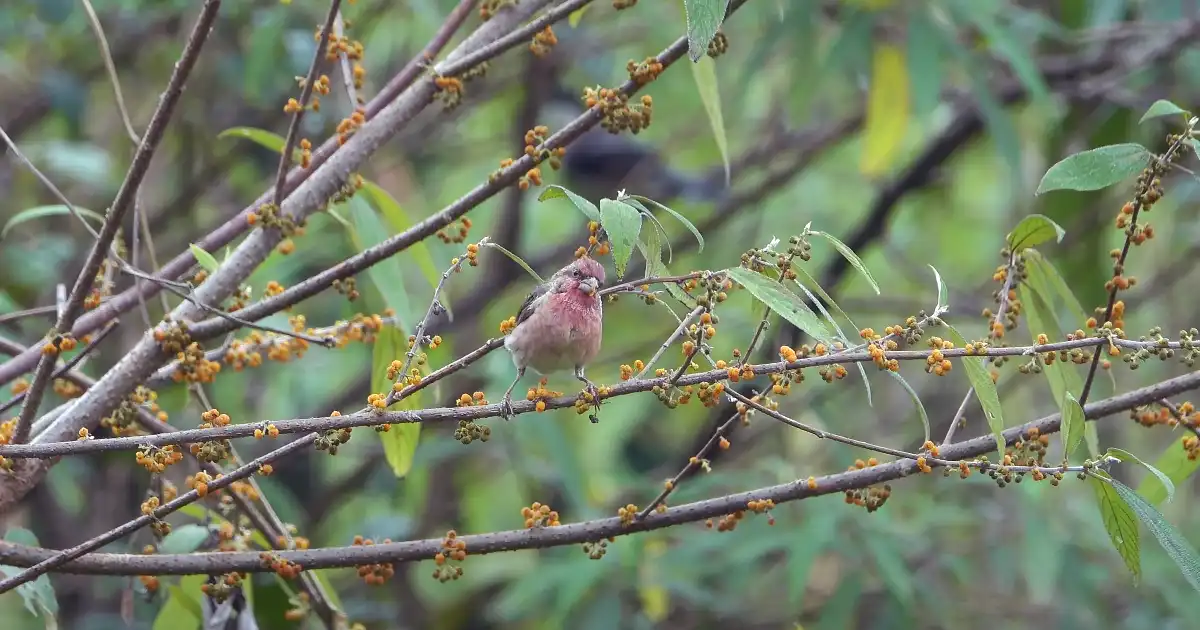 Phawngpui National Park