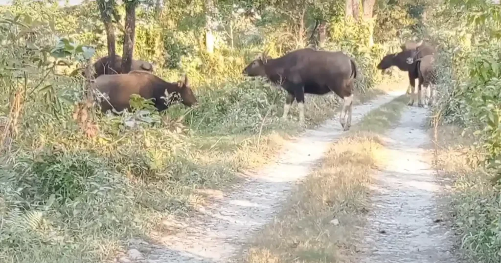 Manas National Park