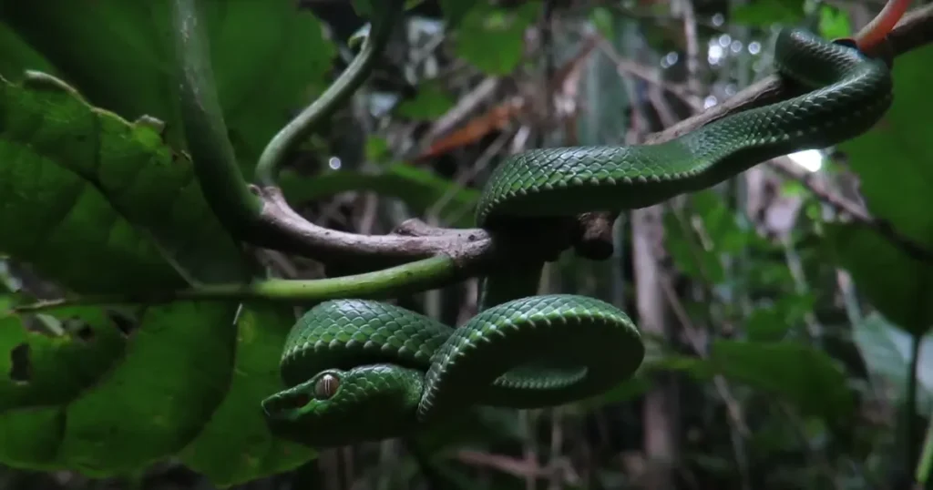 Dampa Tiger Reserve