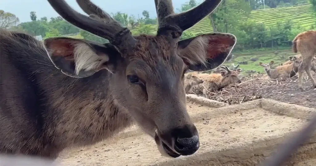 Gopalpur Zoo