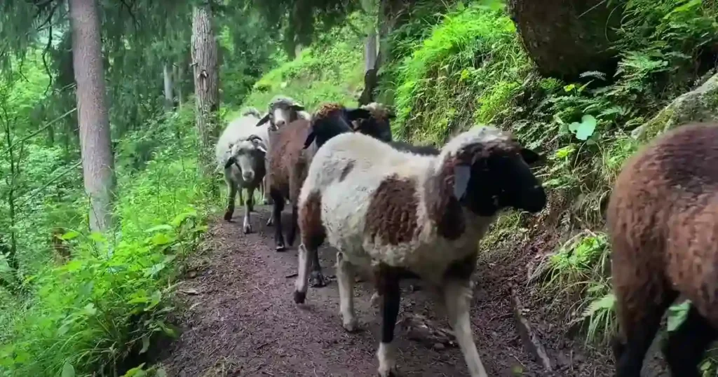 Khirganga National Park