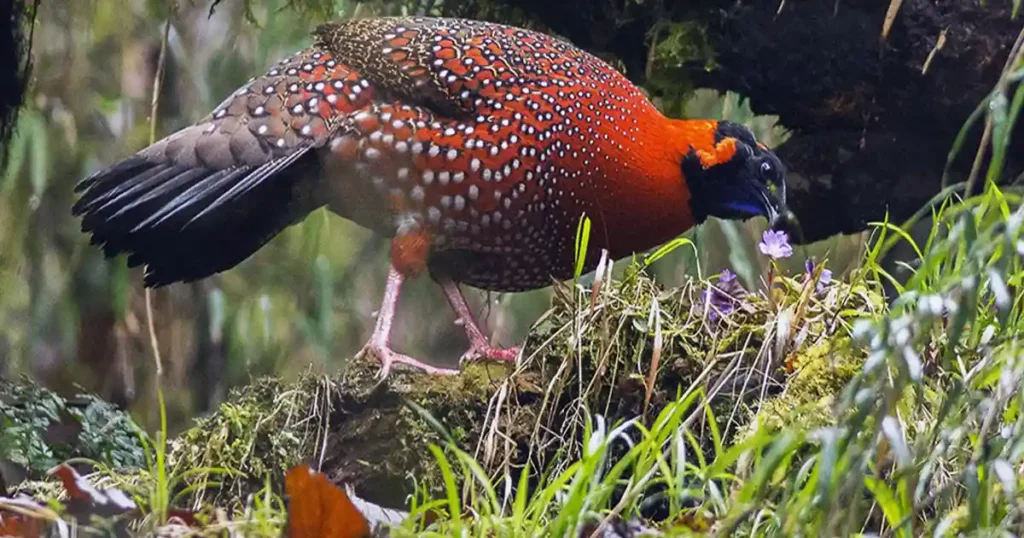 Khirganga National Park