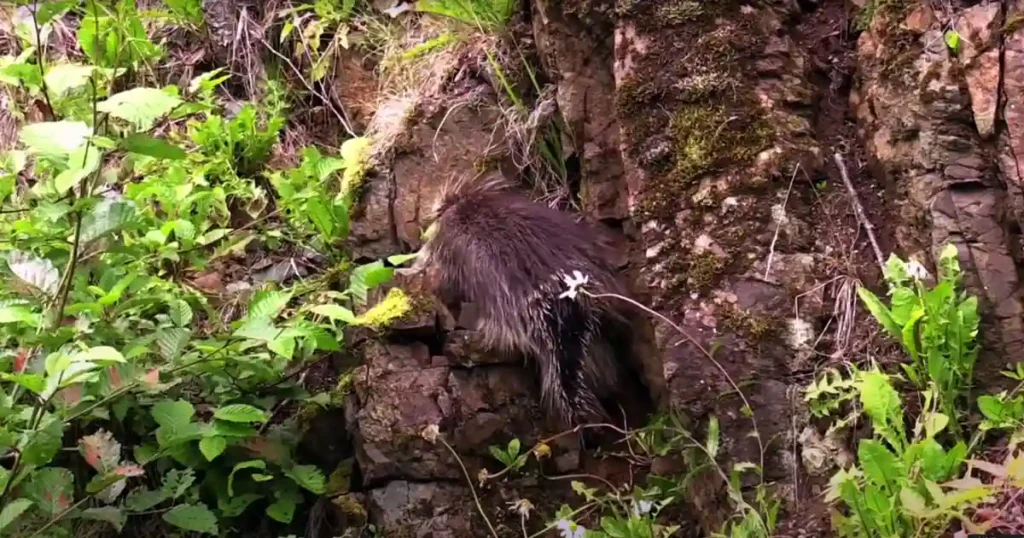 Simbalbara National Park