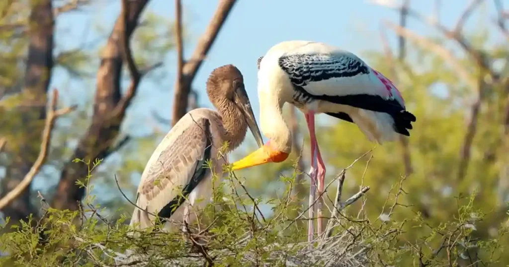 Keoladeo National Park