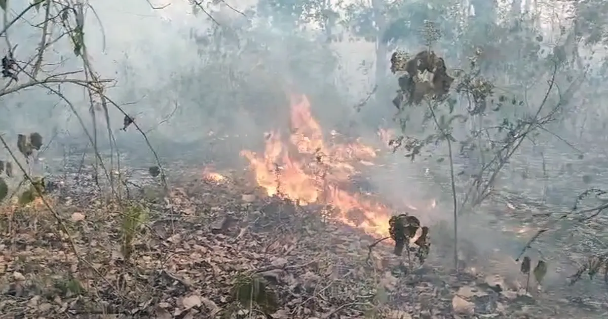 Massive fire broke at Raimona National Park