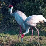 Keoladeo National Park