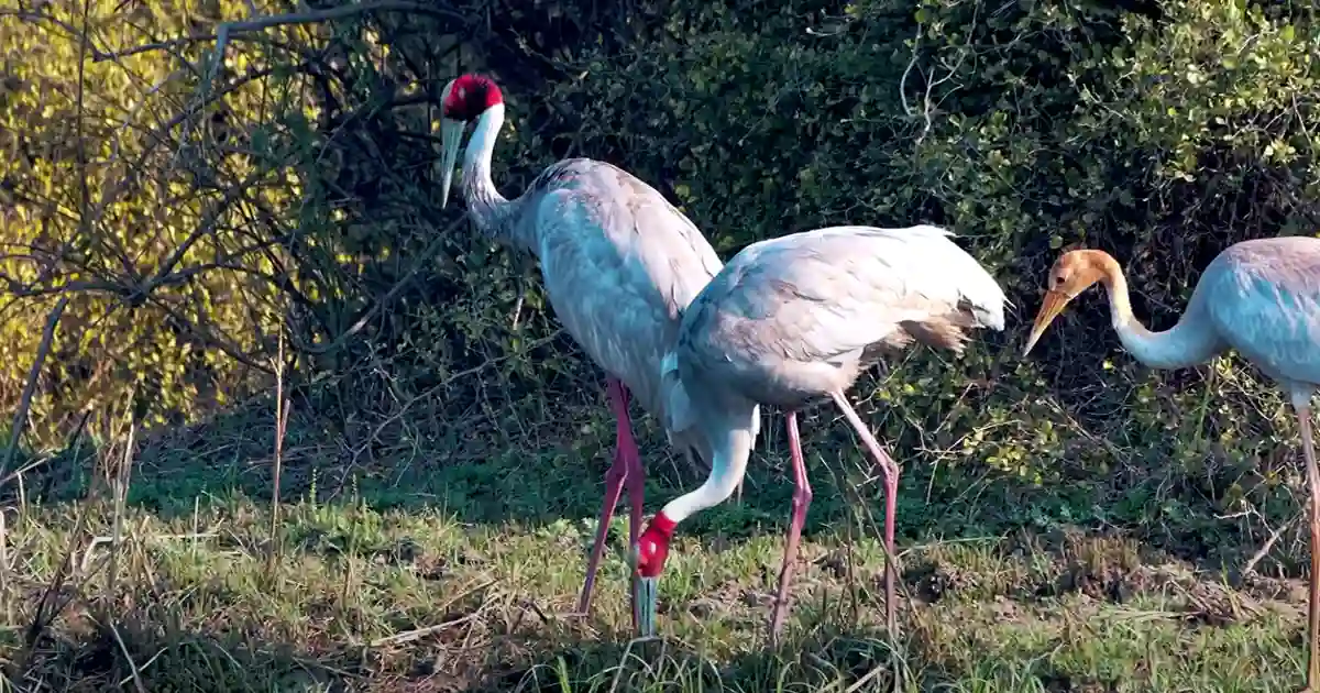 Keoladeo National Park